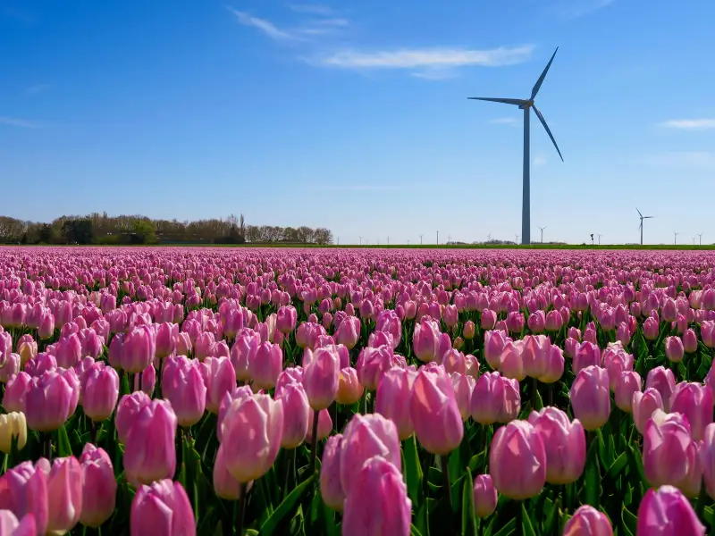 Noodstroom agrarisch bedrijf Flevoland: gids 2026